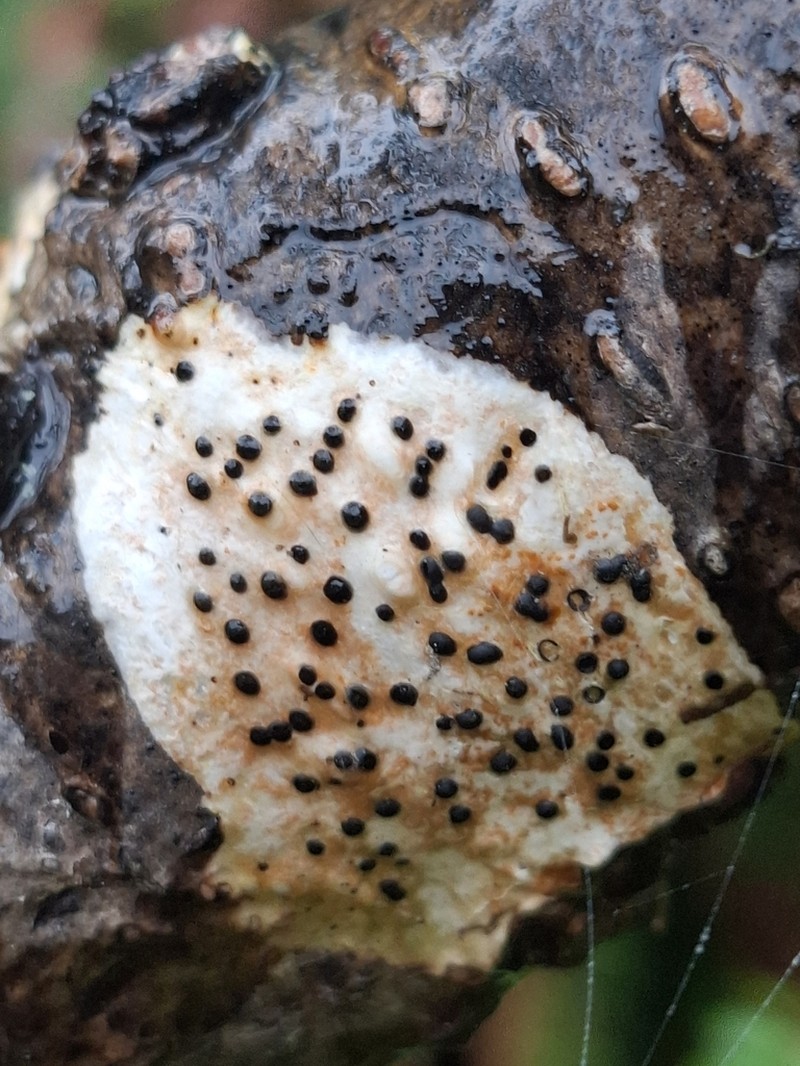 Western Wart Lichen photo 4