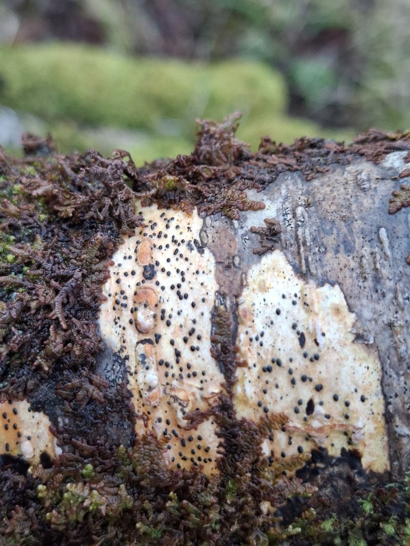 Western Wart Lichen photo 5