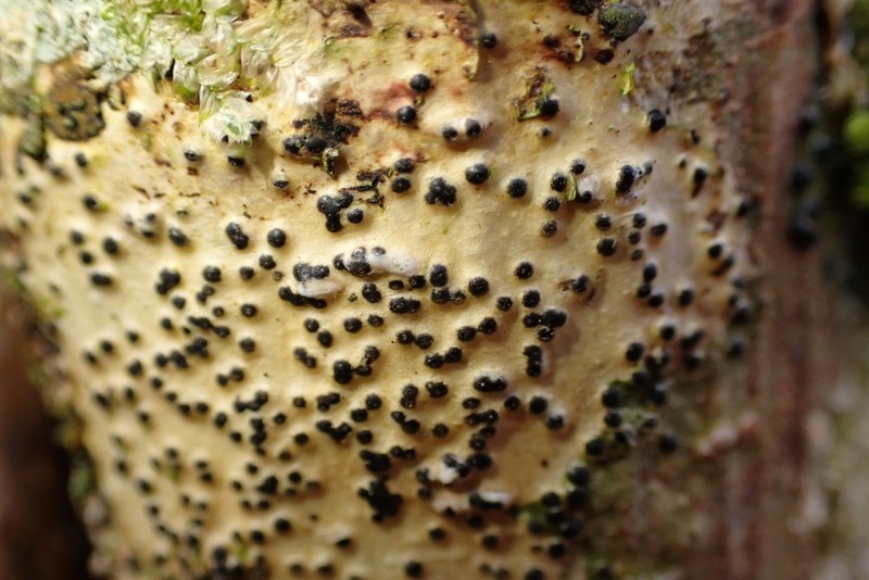 Western Wart Lichen photo 6