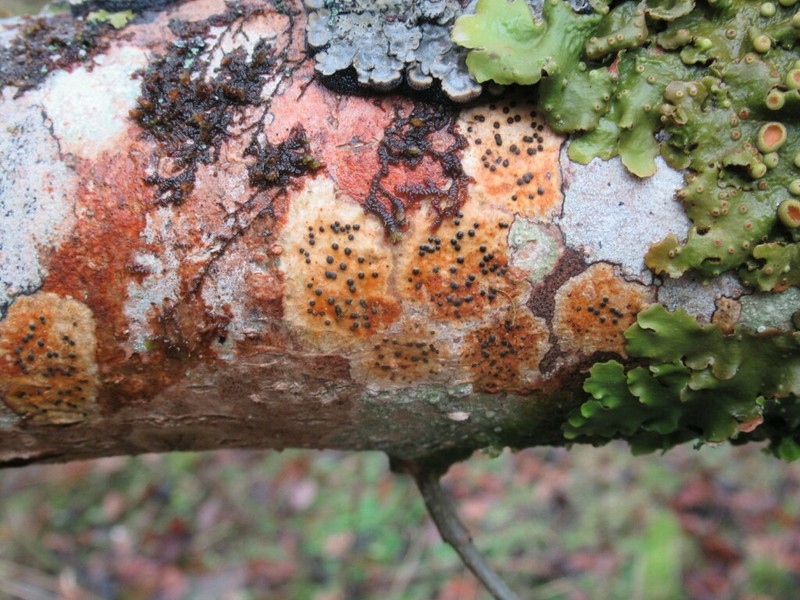 Western Wart Lichen photo 7