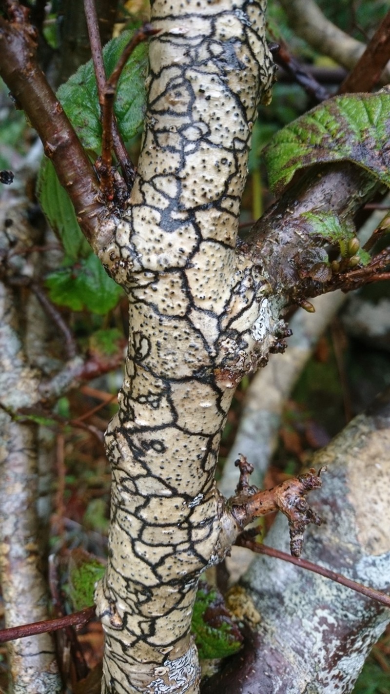 Western Wart Lichen photo 8