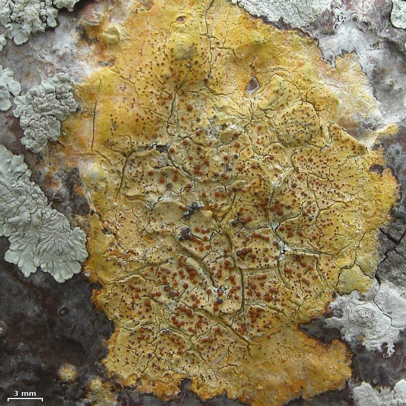 Wart Lichen