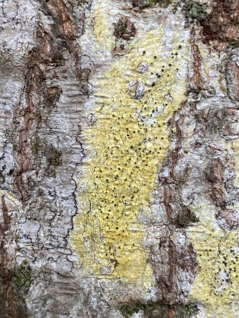 Wart Lichen photo 2