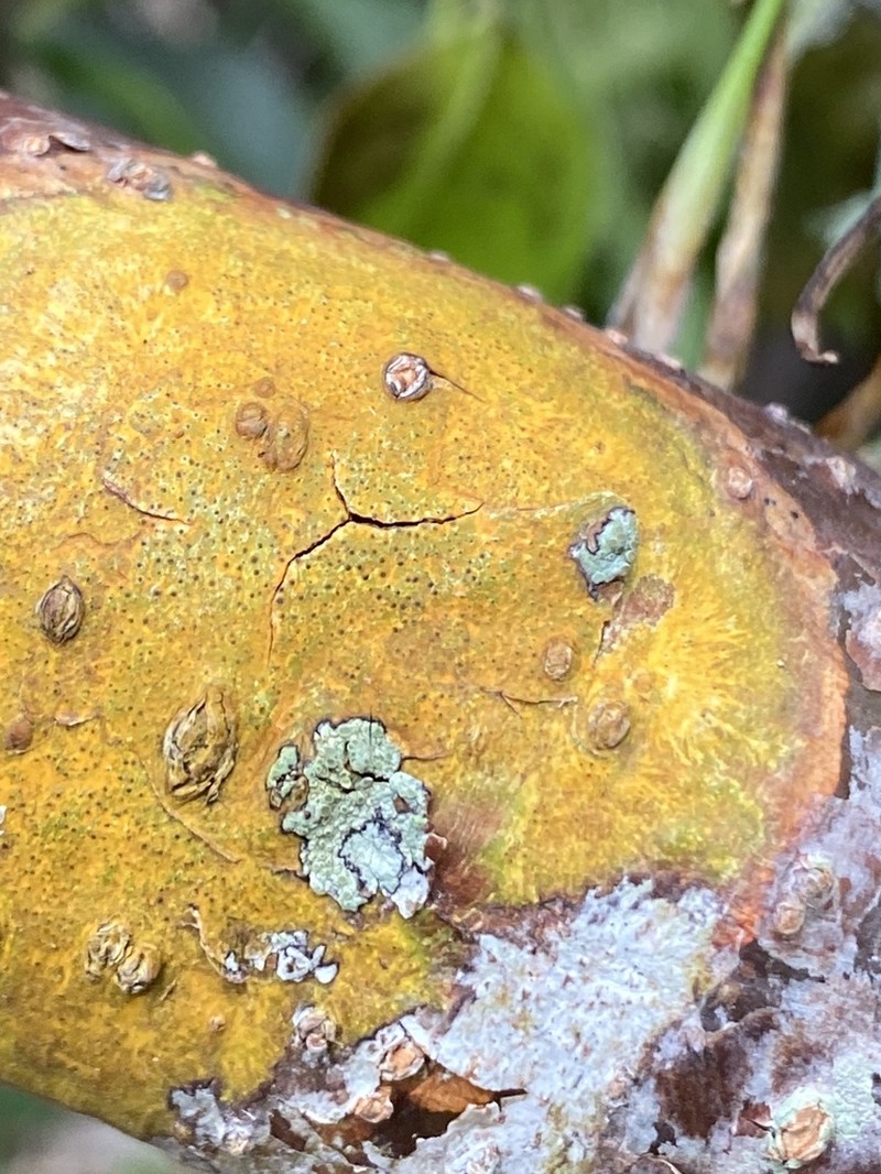 Wart Lichen photo 3