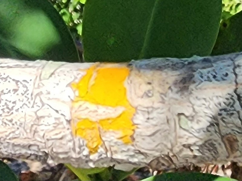 Wart Lichen photo 4
