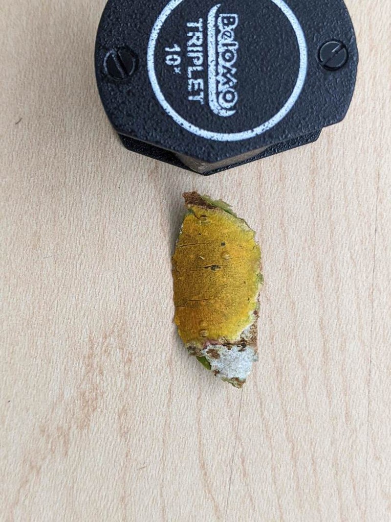 Wart Lichen photo 5