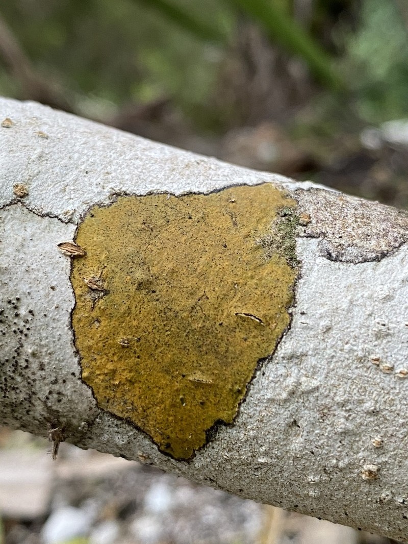 Wart Lichen photo 6