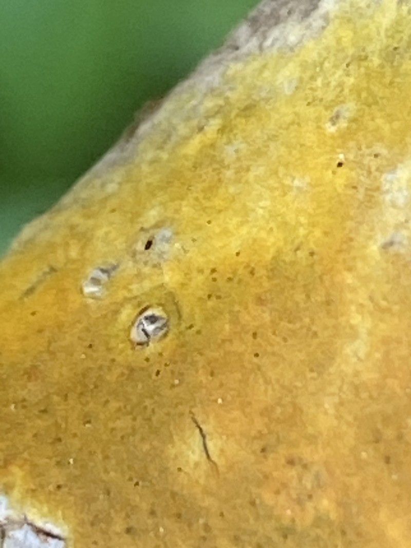 Wart Lichen photo 7