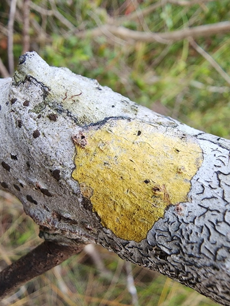 Wart Lichen