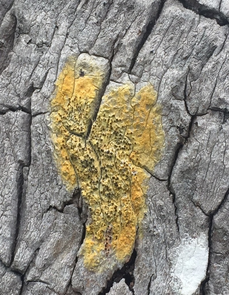 Wart Lichen photo 2
