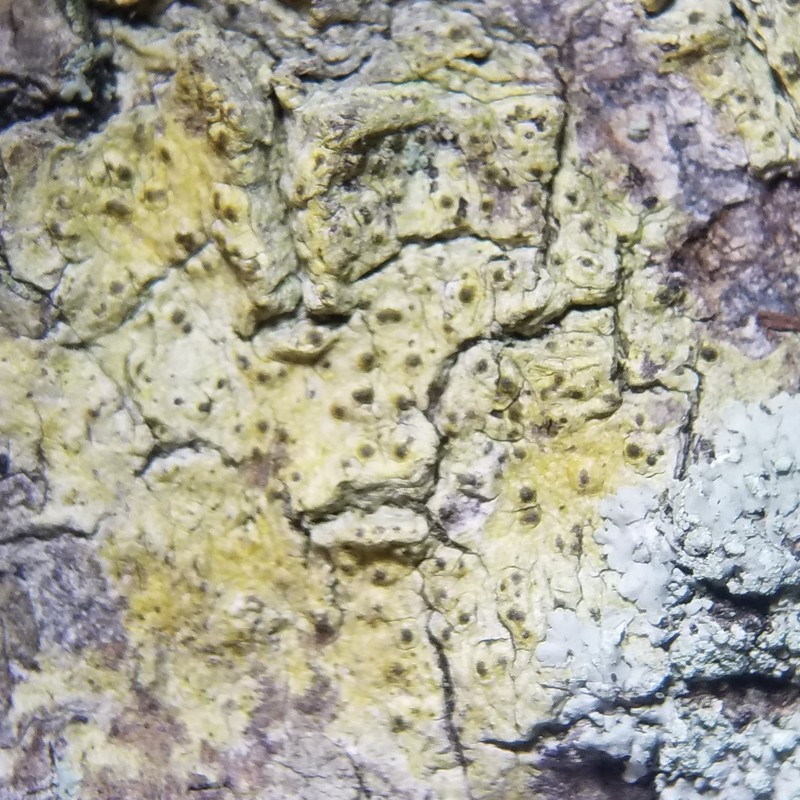 Wart Lichen photo 4