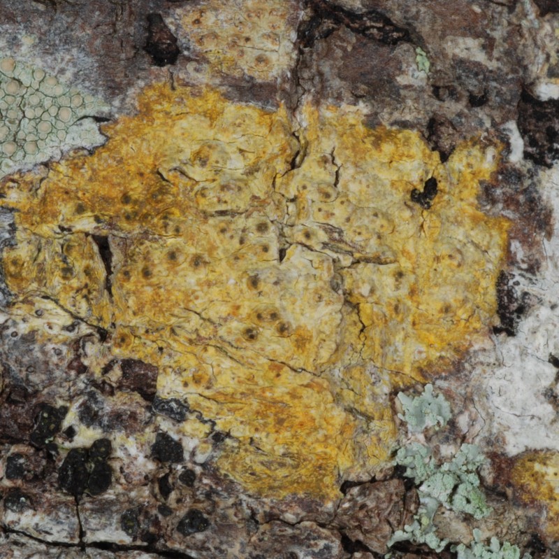 Wart Lichen photo 5