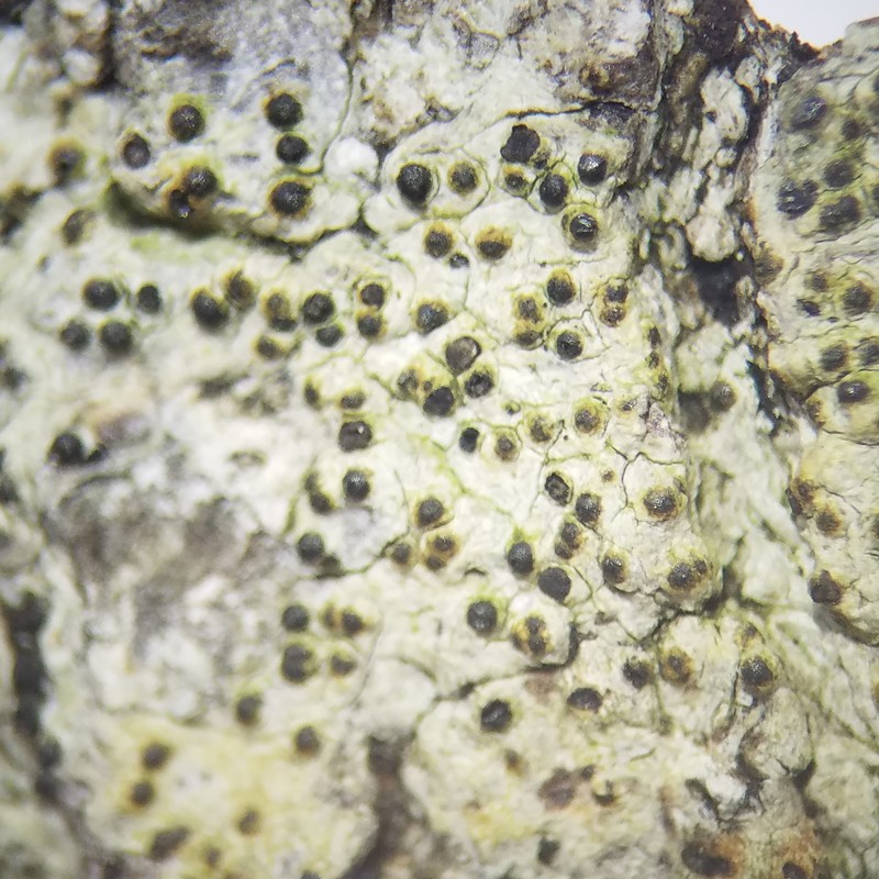 Wart Lichen photo 6