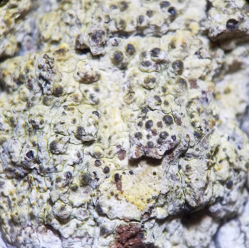 Wart Lichen photo 7