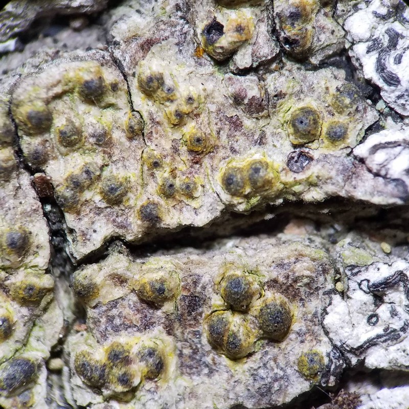 Wart Lichen photo 8