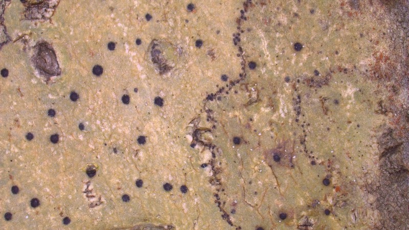 Wart Lichen