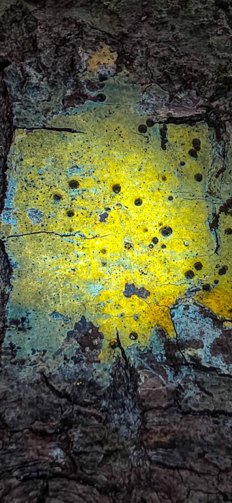 Wart Lichen photo 2