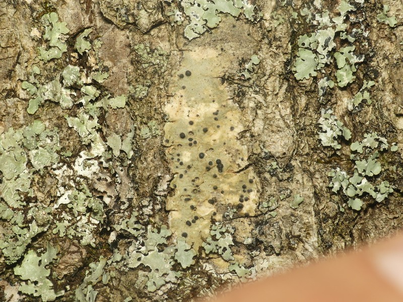 Wart Lichen photo 3