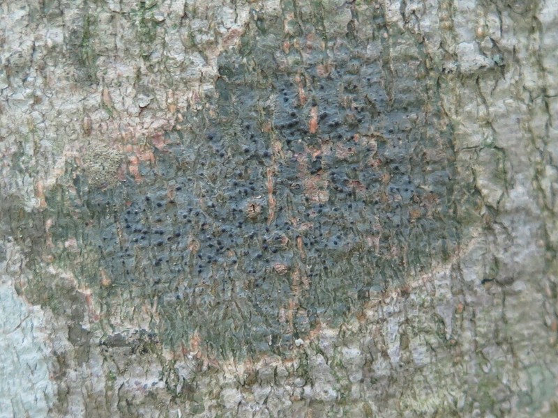 Wart Lichen photo 4