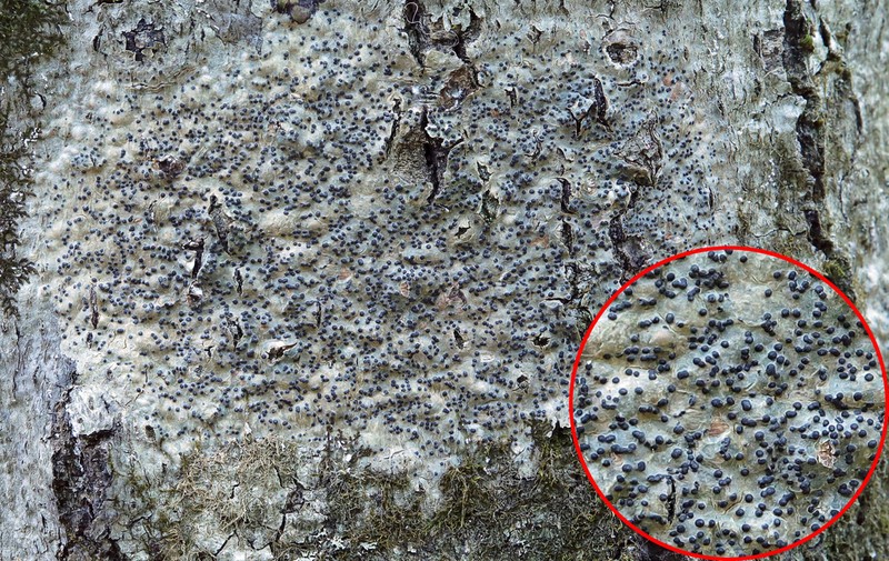 Wart Lichen photo 5