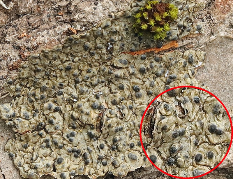 Wart Lichen photo 6