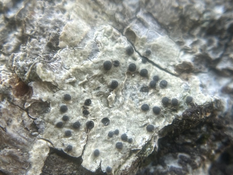 Wart Lichen photo 7