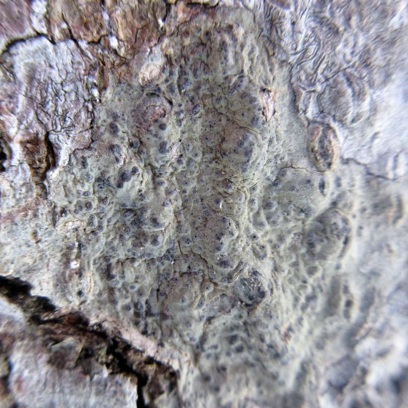 Wart Lichen photo 8