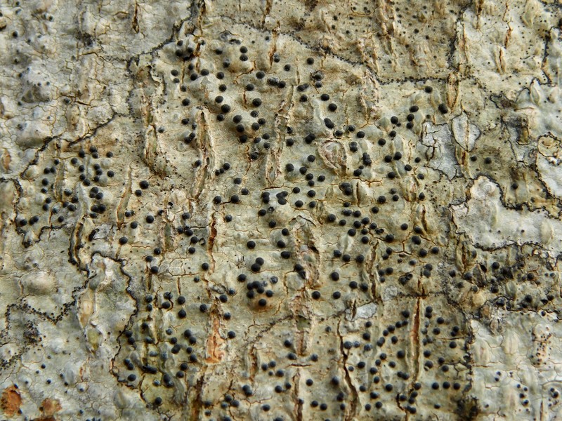 Wart Lichen