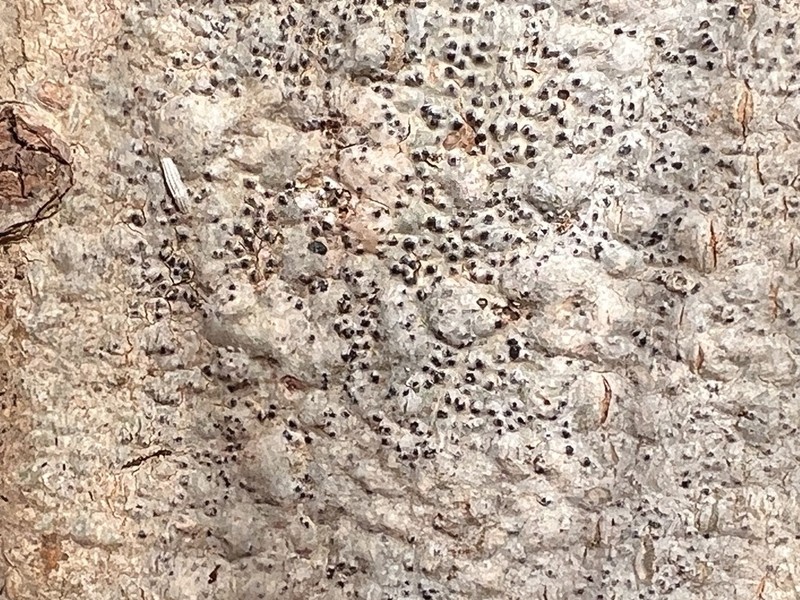 Wart Lichen photo 2