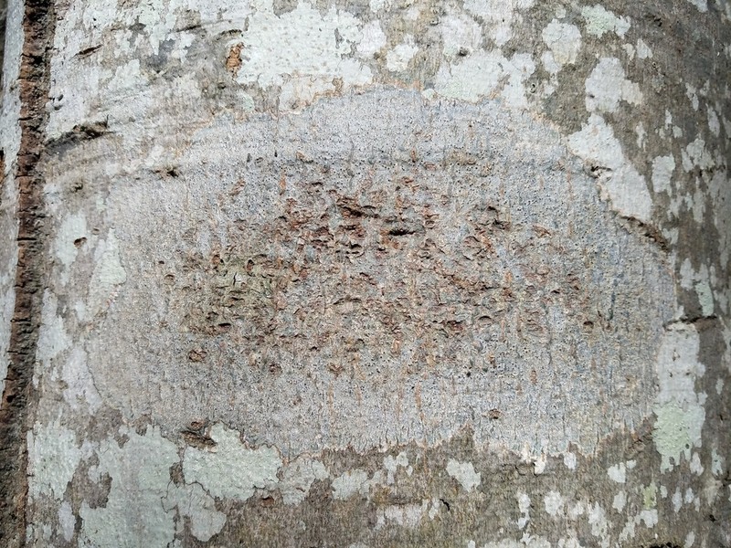 Wart Lichen photo 3
