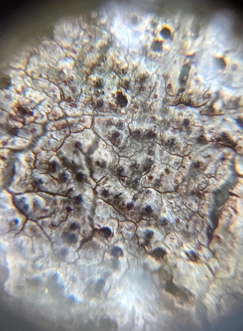 Wart Lichen photo 4