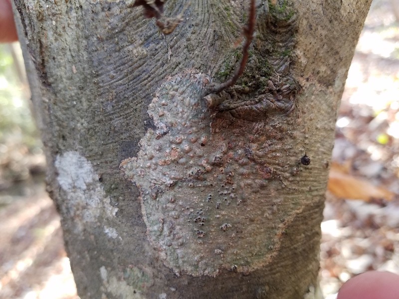 Wart Lichen photo 5
