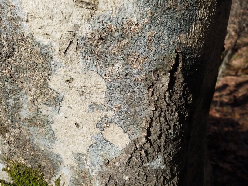 Wart Lichen photo 6