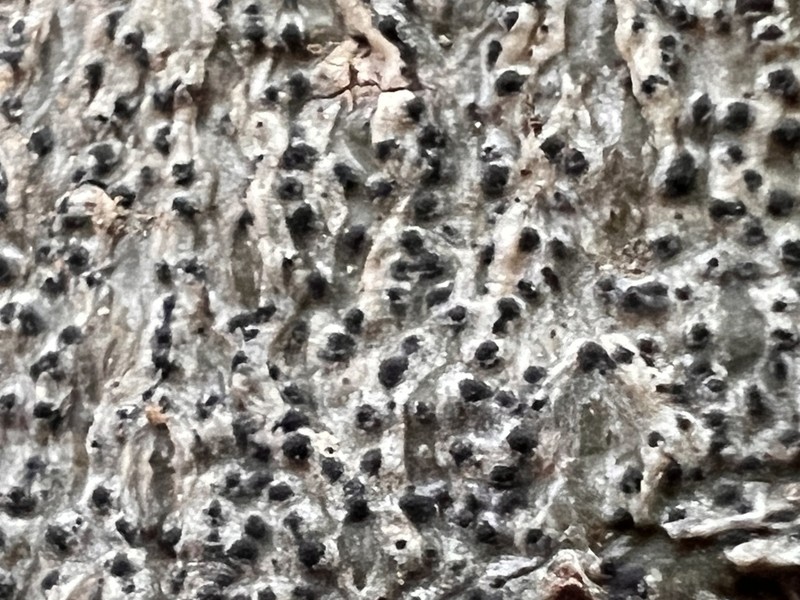Wart Lichen photo 7