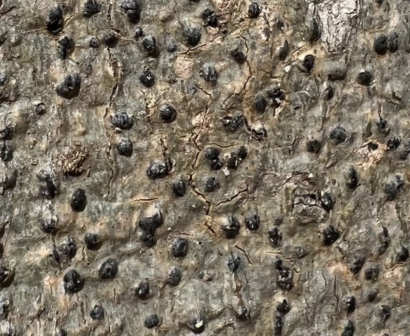 Wart Lichen photo 8
