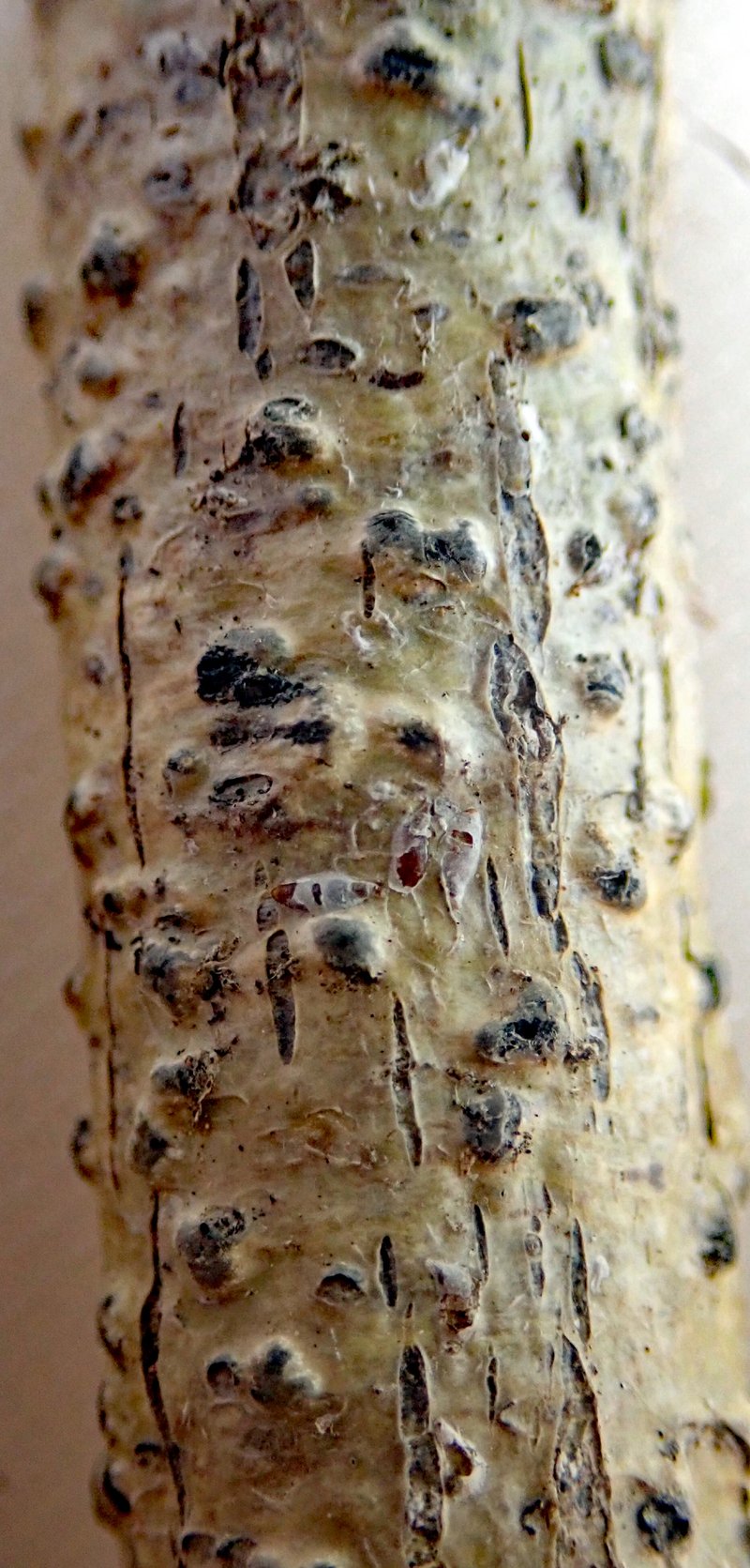Wart Lichen photo 3
