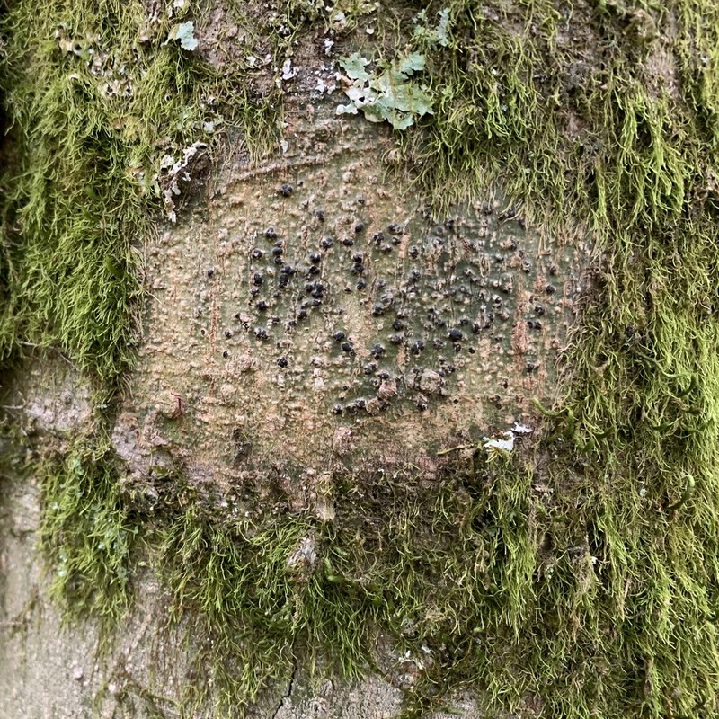 Ravenel's Wart Lichen