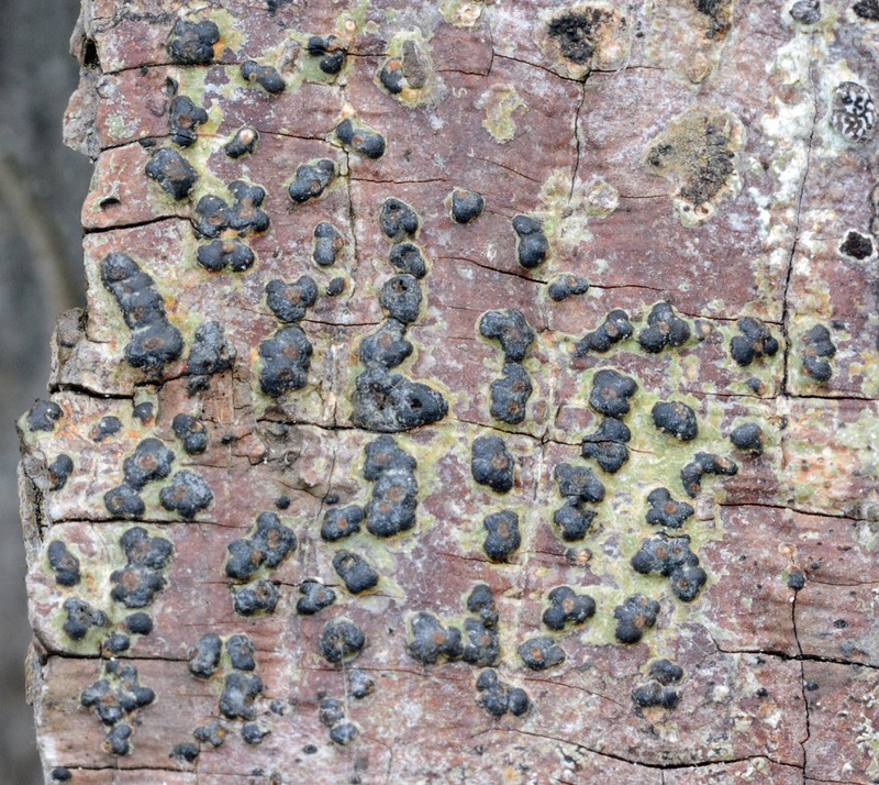Ravenel's Wart Lichen photo 2