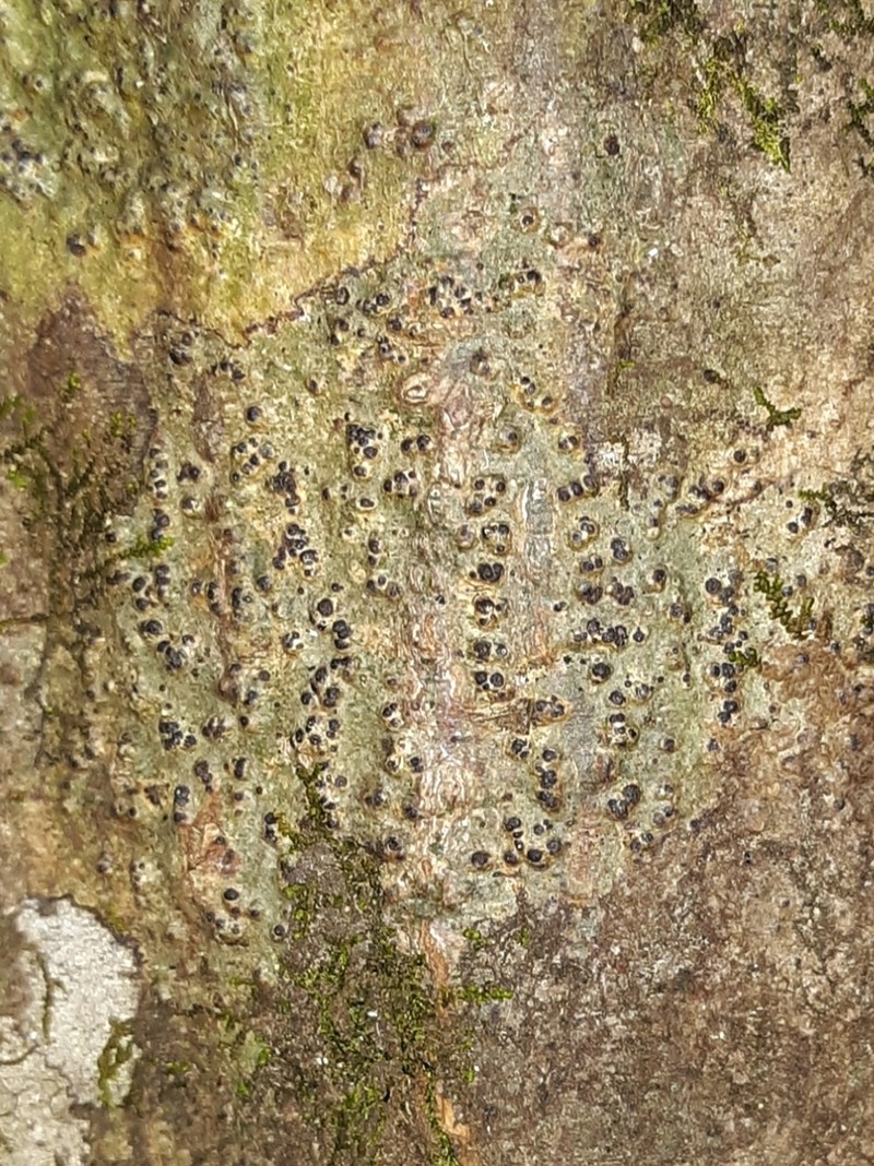 Ravenel's Wart Lichen photo 3