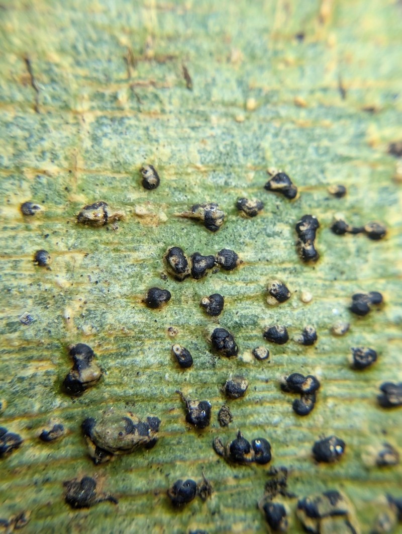 Ravenel's Wart Lichen photo 4