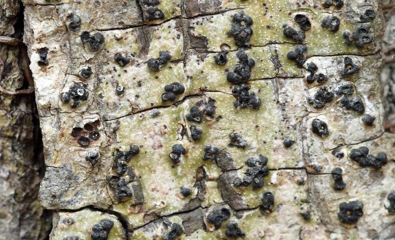 Ravenel's Wart Lichen photo 5