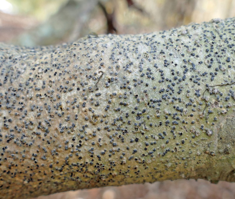 Ravenel's Wart Lichen photo 6