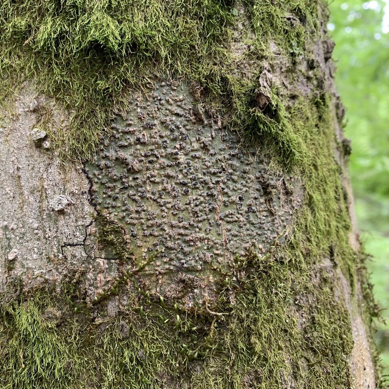 Ravenel's Wart Lichen photo 7