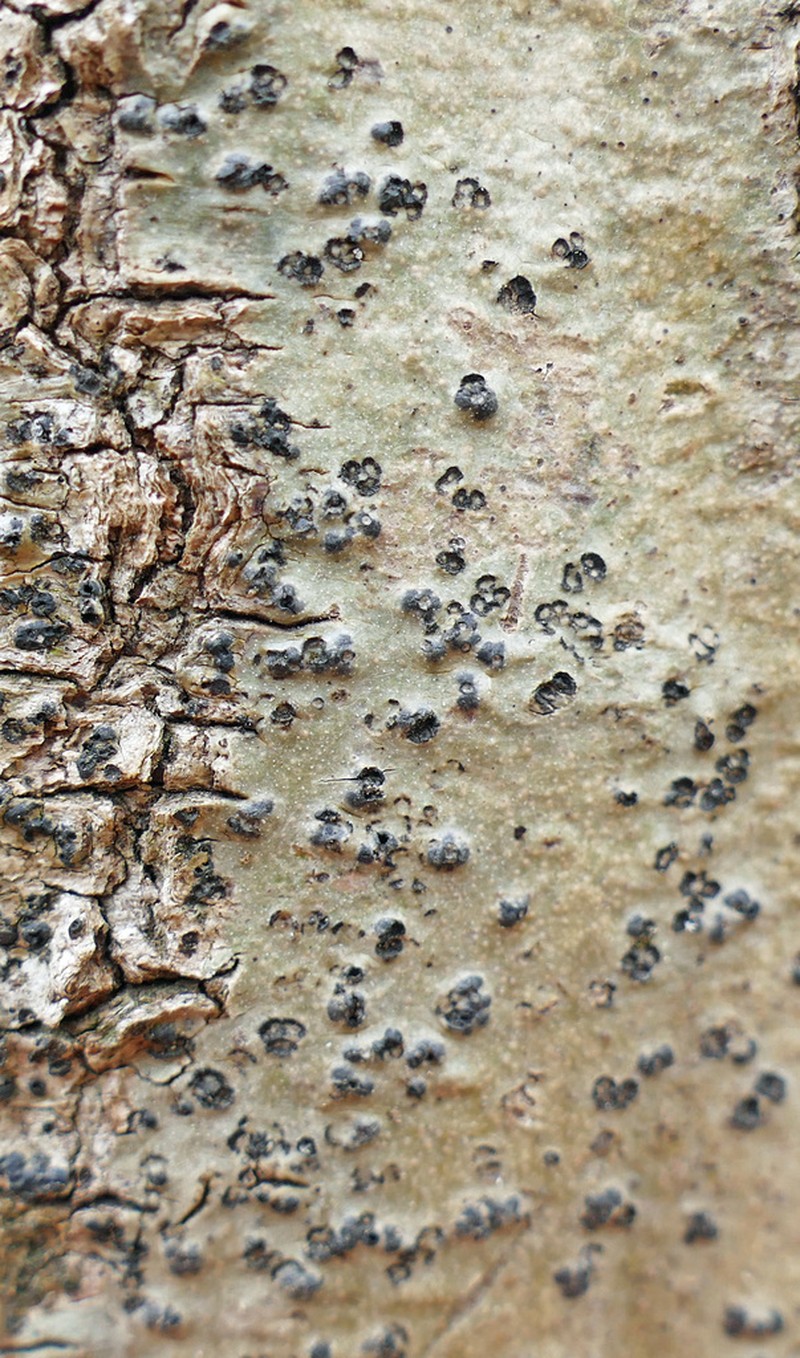 Ravenel's Wart Lichen photo 8