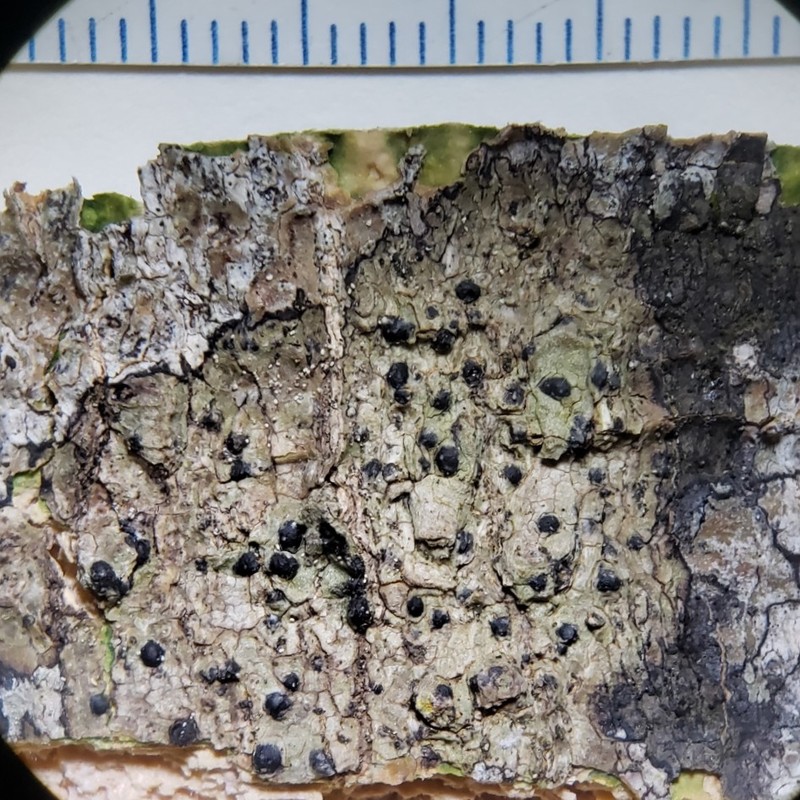Wart Lichen