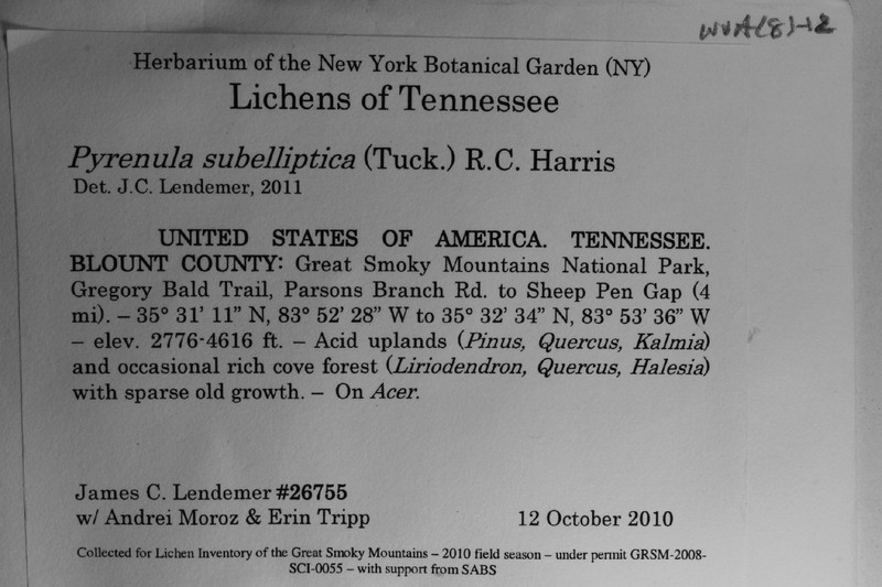 Wart Lichen photo 2
