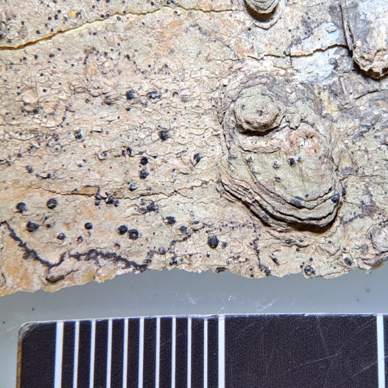Wart Lichen photo 3