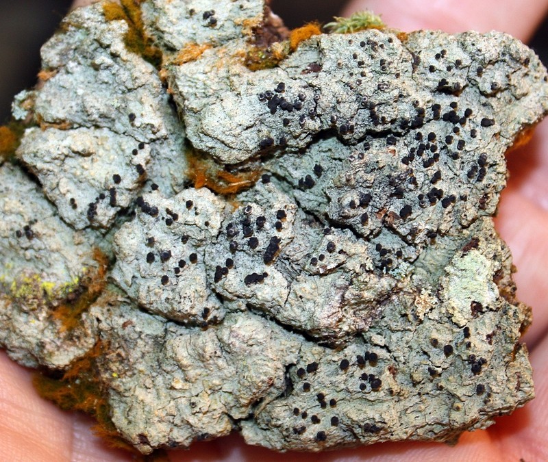 Javan Pyrgillus Lichen