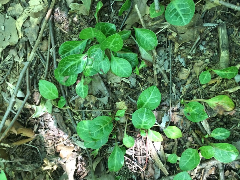 American Wintergreen photo 4