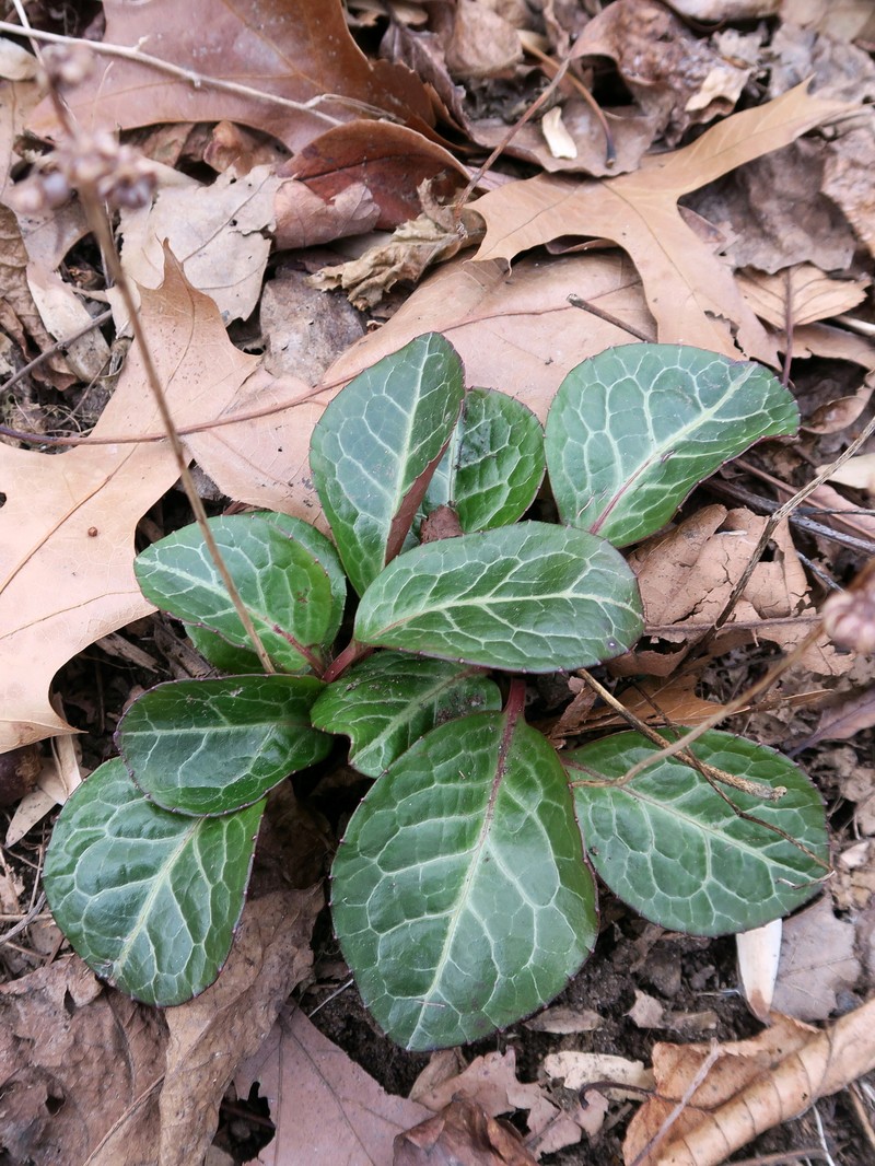 American Wintergreen photo 5